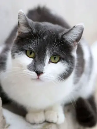 Серо белая кошка
