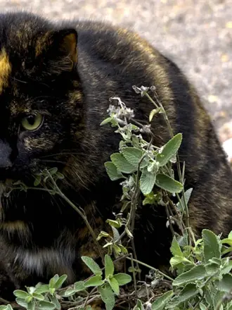 Севанский кот