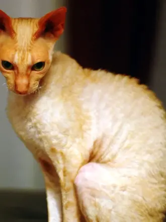 Сфинкс Корниш рекс