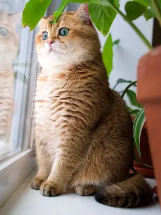 Шотландская Хосико