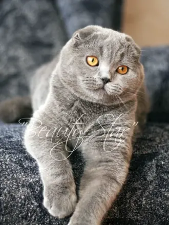 Шотландская скоттиш фолд дымчатый