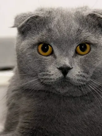 Шотландская вислоухая кошка