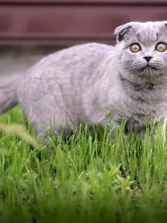Шотландская вислоухая кошка