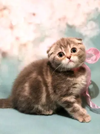 Шотландская вислоухая кошка маленький