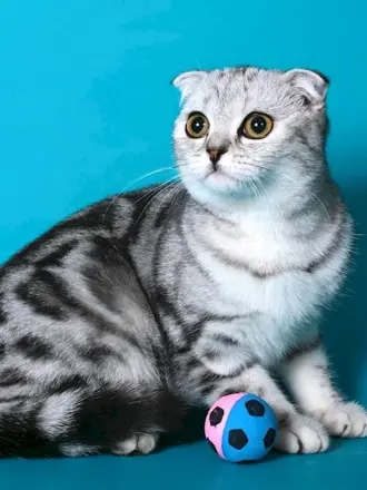 Шотландская вислоухая кошка мраморная