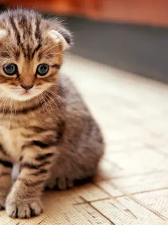 Шотландская вислоухая кошка полосатая