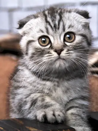 Шотландская вислоухая кошка полосатая