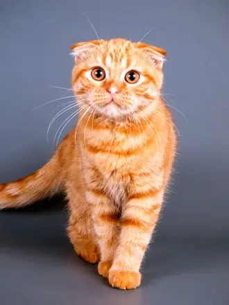 Шотландская вислоухая кошка рыжая