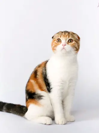 Шотландская вислоухая кошка трехцветная