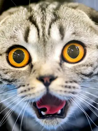 Шотландская вислоухая кошка удивлена