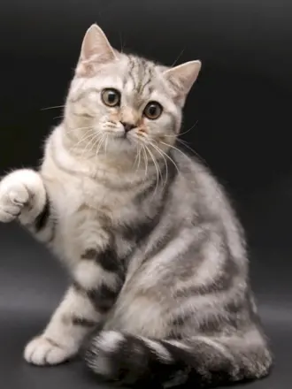 Шотландский скоттиш страйт