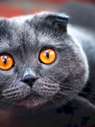 Шотландский вислоухий кот серый