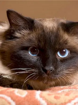 Сиамский балинезийский кот
