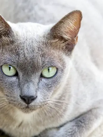 Сиамский кот серый