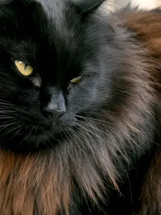Сибирская длинношерстная кошка черная