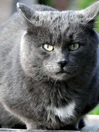 Сибирская голубая кошка