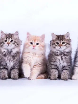 Сибирская кошка котята питомник