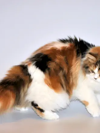Сибирская трехшерстная кошка