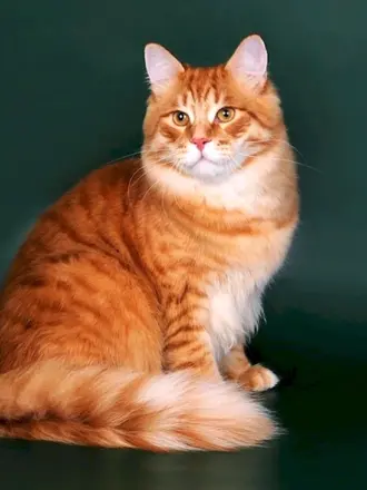 Сибирский гладкошерстный рыжий кот