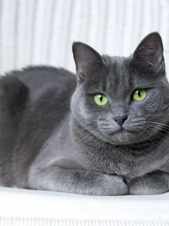 Сибирский голубая кошка короткошерстная