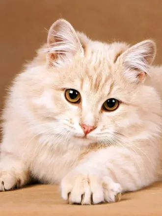Сибирский кот персикового окраса