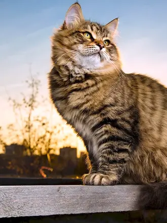 Сибирский кот полосатый