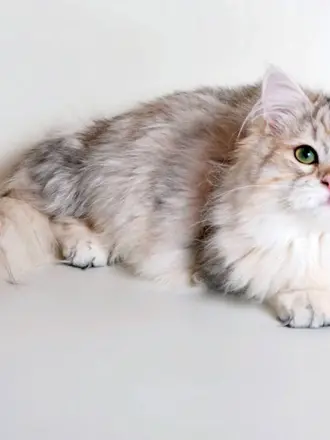 Сибирский кот Саншайн
