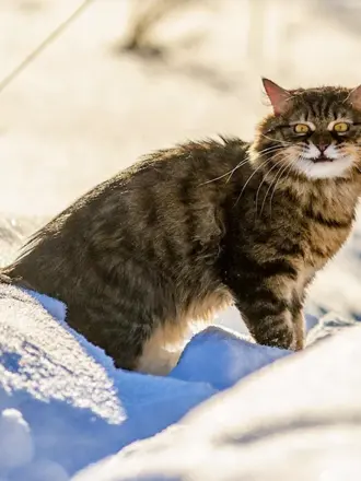 Сибирский Лесной кот