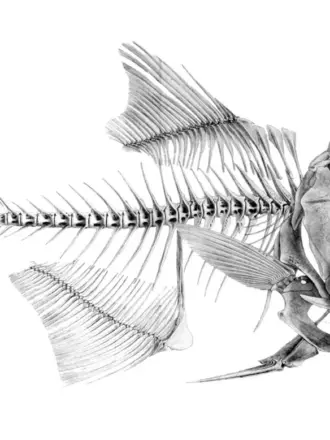 Скелет рыбы дорадо