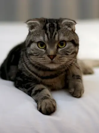 Скоттиш фолд Браун табби