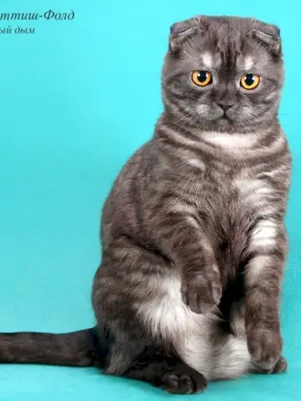 Скоттиш фолд эбони