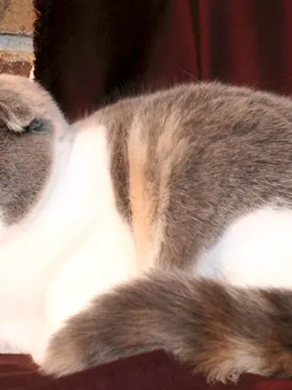 Скоттиш фолд Калико