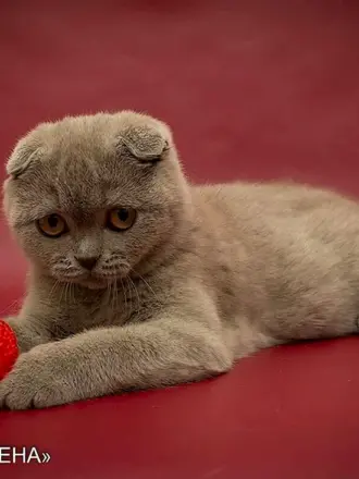 Скоттиш фолд лиловый