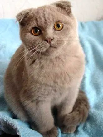 Скоттиш фолд лиловый