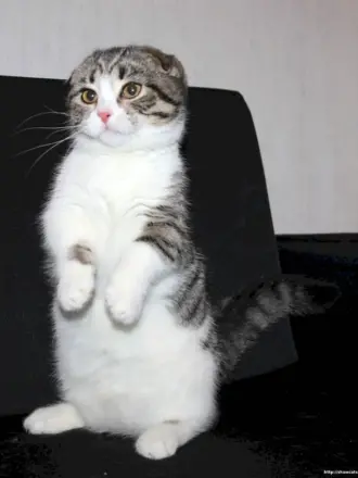 Скоттиш фолд Манчкин