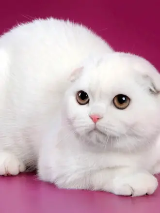 Скоттиш-фолд Шотландская вислоухая кошка белый