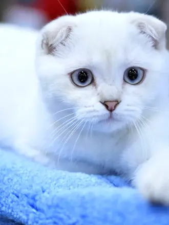 Скоттиш-фолд Шотландская вислоухая кошка белый