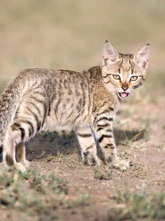 Степной кот Felis Silvestris lybica