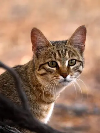 Степной кот Felis Silvestris lybica