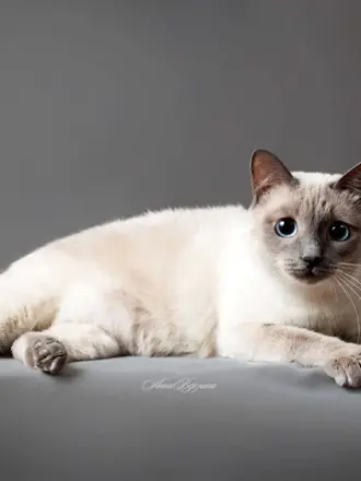 Тайская кошка колор Пойнт