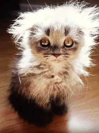 Василий Котенко