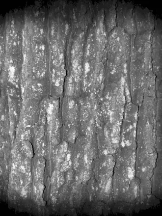 Wood Alpha Zbrush