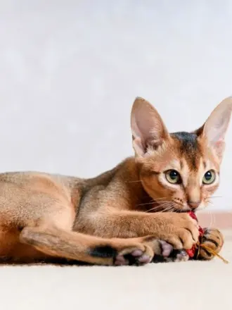 Абиссинская кошка