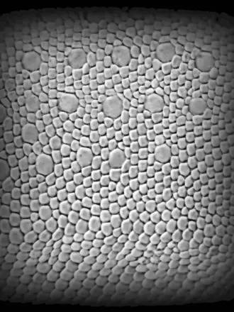 Alpha Zbrush чешуя