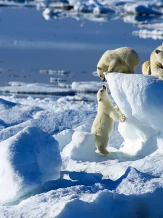 Арктика – Антарктика белый медведь