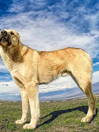 Армянский Гампр