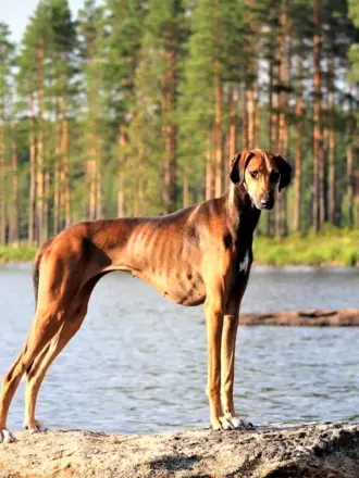Азавак