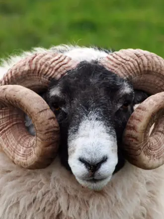 Баран Далла