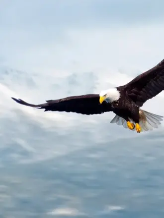 Белоголовый Орлан в полете