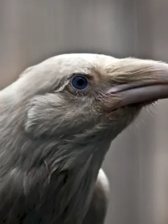 Белый Орел альбинос